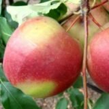 Саджанці яблуні "Лігол" - Зображення 4