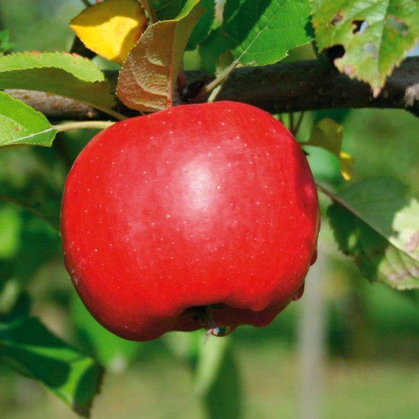 1054120801_sazhentsy-yabloni-topaz.jpg Саджанці яблуні "Топаз" - Зображення 1