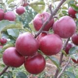 Саджанці яблуні "Флоріна" - Зображення 2