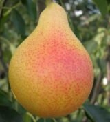 Саджанці груші "Улюблена Клаппа"