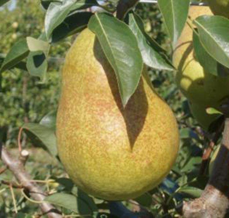 1055810282_sazhentsy-osennego-sorta.jpg Саджанці осіннього сорту груші "Рікс" - Зображення 1