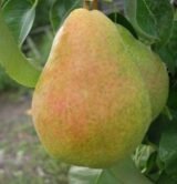 Саджанці груші "Мелліна"