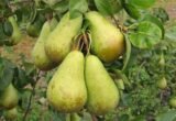 Саджанці груші "Парижанка" - Зображення 2