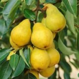 Саджанці груші колоновидно "Медова" - Зображення 2