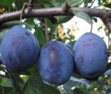 Саджанці сливи "Чачакська Лепотика" (пізньоспілий сорт) - Зображення 2