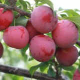 Саджанці аличі крупноплідної "Генерал" (середньоспілий сорт) - Зображення 2