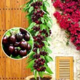 Саджанці колоновидної черешні "Хелена" (середньоспілий сорт)