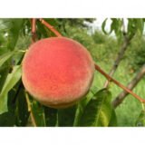 Саджанці персика "Коллінз" (середньоранній сорт, селекція США) - Зображення 3