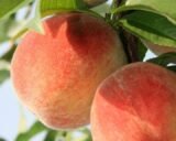 Саджанці персика "Вулкан Т-1" (середньоспілий сорт, канадська селекція) - Зображення 3