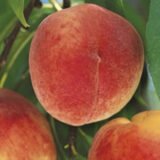 Саджанці персика "Топ Світ Т-5" (пізньоспілий сорт, канадська селекція) - Зображення 2