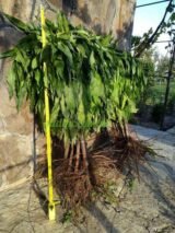 Саджанці колоновидного нектарину "Фантазія" (середньоспілий сорт) - Зображення 2