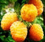 Саджанці малини "Жовтий Гігант" (середньорання) - Зображення 3