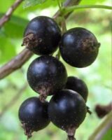 Саджанці смородини "Бона" - Зображення 3