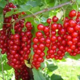 Саджанці смородини "Каскад" - Зображення 2