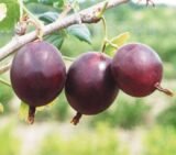 Саджанці крижовика "Фініковий" - Зображення 2