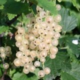 Саджанці смородини "Сніжана" - Зображення 2