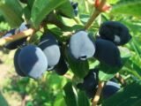 Жимолость їстівна "Індіго Джем" - Зображення 3