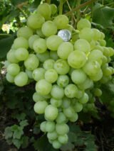 Саджанці винограду "Антоній Великий" - Зображення 2