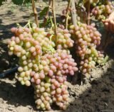 Саджанці винограду "Кишмиш АЗОС" - Зображення 2