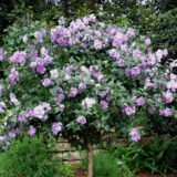 Саджанці гібіскусу садового махрового Ardens (Арденс) - Зображення 2