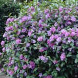 Саджанці гібіскусу садового махрового Ardens (Арденс) - Зображення 3