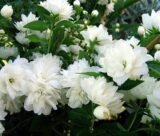 Саджанці жасмину "Frosty Morn" - Зображення 3