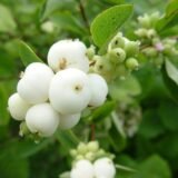 Саджанці сніжноягідника білого - Зображення 3