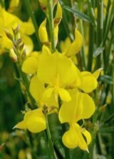 Саджанці метельника Іспанського - Зображення 3