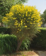 Саджанці метельника Іспанського