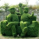 Саджанці вічнозеленого самшиту (буксус) 2-х, 4-х річні - Зображення 7