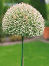 Саджанці верби Хакуро-Нішікі на штамбі (ВКС, штамб 1,1-1,5 м) - Зображення 2