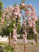 Саджанці сакури на штамбі Kiku-shidare (Кіку Шідаре штамб Н 1,2-2,0 м) - Зображення 3