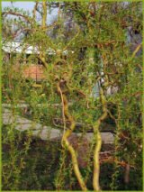 Саджанці верби звивистої Матсудана - Зображення 2