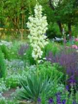 Юкка - Зображення 2