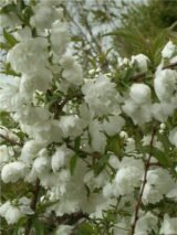 Саджанці мигдалю декоративного білого "Альба Плена" - Зображення 2