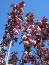 Саджанці сакури червонолистної "Роял Бургунді" - Зображення 3