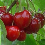 Саджанці чершні "Самміт" (середньоспілий сорт)