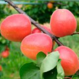 Саджанці абрикосу "Magic Сot"( Маджик Кот ) (раньоспілий сорт)