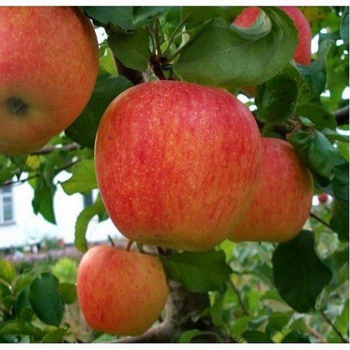 1291805676_sazhentsy-yabloni-pinovo.jpg Саджанці яблуні "Пінова" - Зображення 1