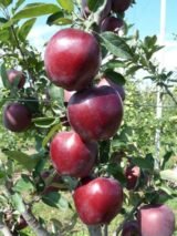 Саджанці яблуні "Ерлі Ред Ван" - Зображення 2