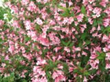 Саджанці вейгели квітучої Princess Pink - Зображення 3