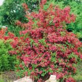 Саджанці вейгели Red Prince - Зображення 2