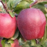 Саджанці яблуні "Ріхард"