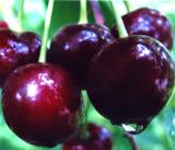 Саджанці вишні "Шоколадниця" (середньоспілий сорт) - Зображення 2