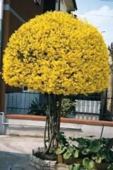 Саджанці форзиції - Зображення 2