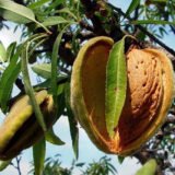 Саджанці мигдалю "Нікітський" 62 (привитий) - Зображення 2