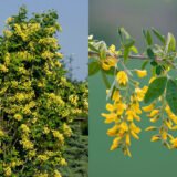 Саджанці бобовника Золотий дощ