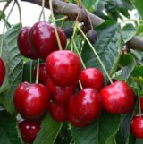 Саджанці черешні "Ірена" (пізньоспілий сорт)