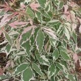 Саджанці клену американського Фламінго на штамбі (штамб 1,2-1,5м) - Зображення 3