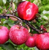 Саджанці яблуні "Бая Маріса"